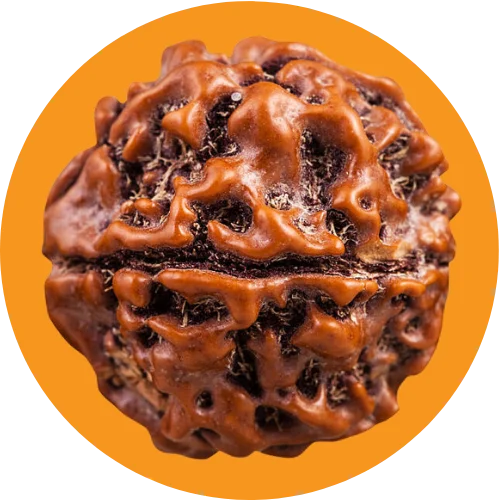 Rudraksha